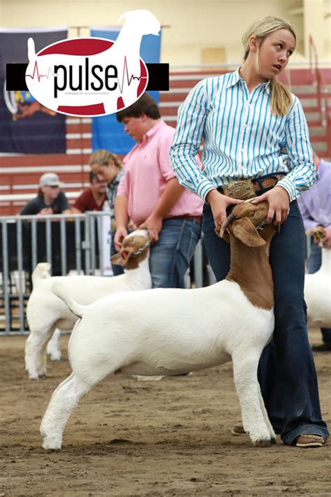 National Boer Goat Show | Commercial Does | The Pulse