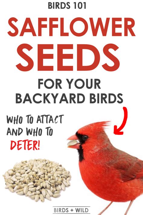 Safflower Seeds For Birds – Complete Bird Feeder Guide » Birds & Wild