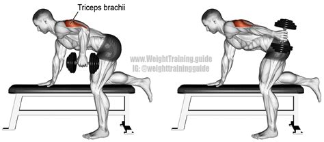 Dumbbell kickback. An isolation exercise. Target muscle: Triceps Brachii. Synergists: None ...