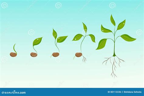 Plant Growth Evolution from Bean Seed To Sapling Stock Vector - Illustration of leaf, grocery ...