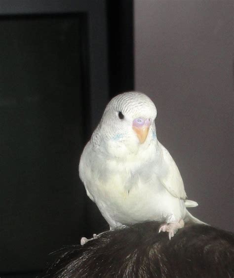 | White/Grey Baby Budgie | Budgies, Grey baby, Budgerigar