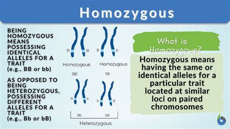 Homozygous - Definition and Examples - Biology Online Dictionary