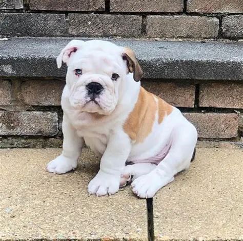 English Bulldog Colors: A Complete List of All Coat Colors | Puppies Club