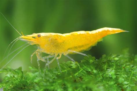 Yellow Shrimp for Sale - Buy Freshwater Yellow Shrimp | The Shrimp Farm