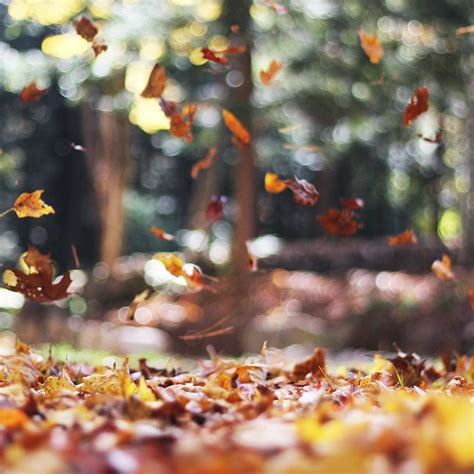 6 Fall Equinox Rituals for Balance & Gratitude – Glo | Blog