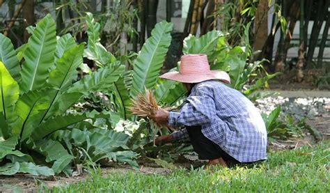 Right Time To Cut Back Plants For Winter - The Gardener