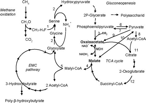 Microorganisms | Free Full-Text | Role of NAD+-Dependent Malate Dehydrogenase in the Metabolism ...