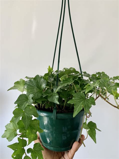 English Ivy Hanging Basket 6 inch pot FREE SHIPPING | Etsy