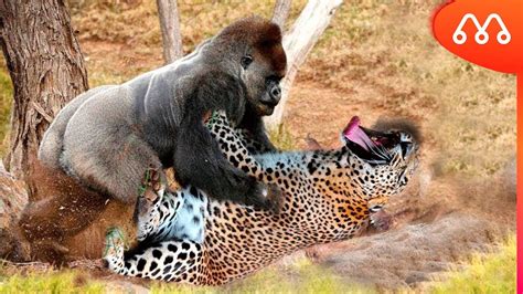 GORILA VS LEOPARDO: QUEM VENCE ESSA LUTA? Gorilla vs Leopard - YouTube