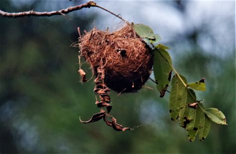 Baltimore Oriole Nest