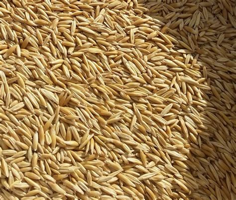 OATS - SEED | Grain & Seed - Oats For Sale