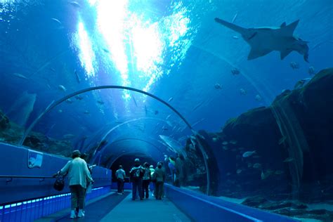 Sawfish Atlanta Aquarium | Brian Gratwicke | Flickr