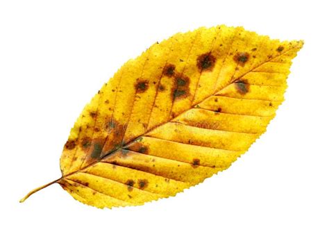 Leaf of Elm Tree. Elm Tree Autumn Leaf Isolated on White Background Stock Image - Image of ...