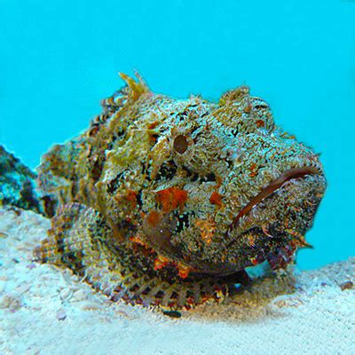 Stonefish | Stone Fish | Sting, Poison, Venom, Diet, Habitat