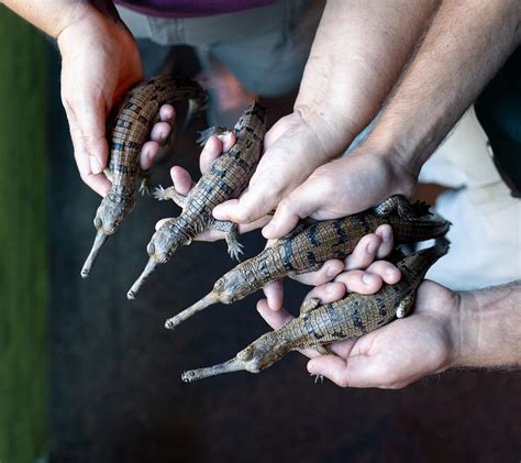 4 Incredibly Rare (And Oddly Cute) Baby Gharial Crocodiles Born At Texas Zoo. – InspireMore