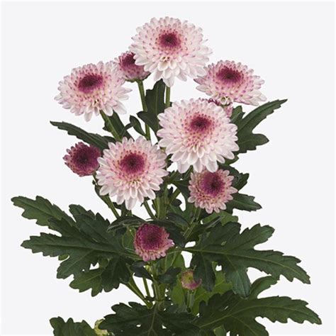 Chrysanthemum Spray - D'Spring