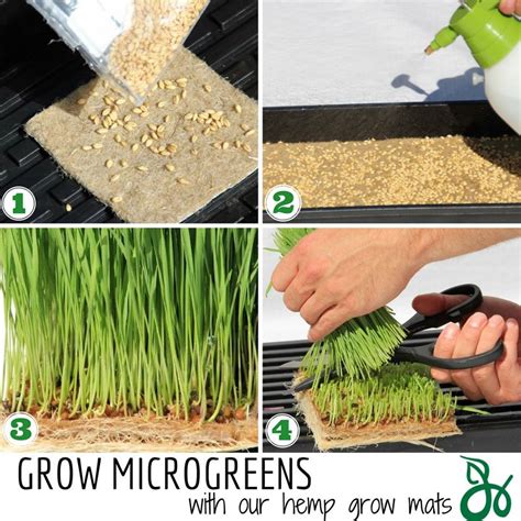 Microgreen growing kit – Grow Fresh, Healthy Greens: Organic-Certified Microgreen Rolls, Mats & Pads