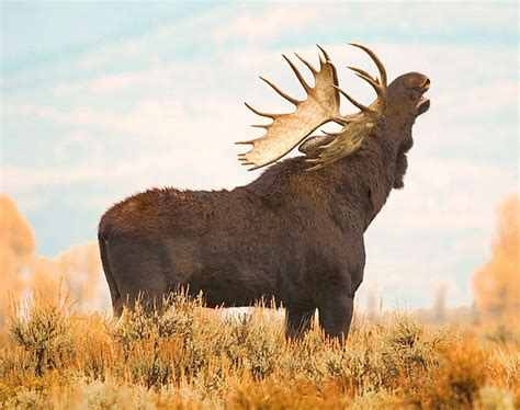 Montana Wildlife Photography Wyoming Moose Photographs | Montana ...