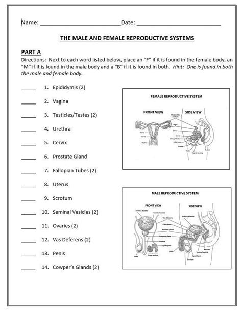 Human Reproductive System Worksheet - Sixteenth Streets