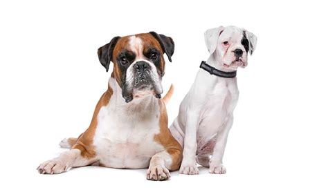 250+ Boxer Dog Names – The Ultimate List! - My Dog's Name