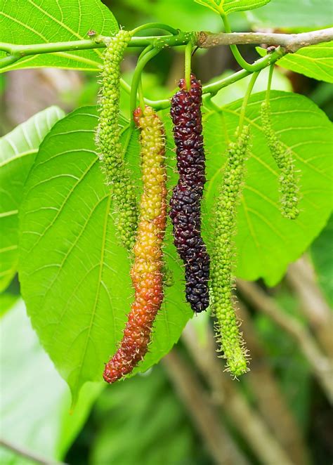 Pakistan Mulberry: exotic and rare mulberry variety, produces large ...