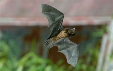 Little Brown Bat Facts | Anatomy, Diet, Habitat, Behavior - Animals Time