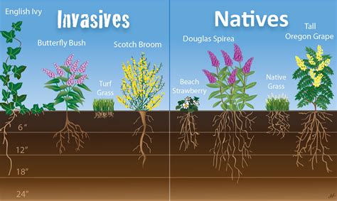 Root Depth Of Plants