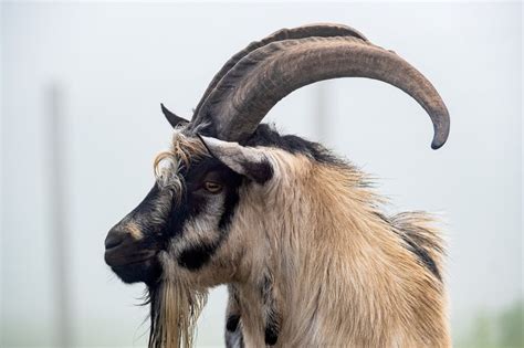 Goat Vs. Ram All Differences Explained - Animallot