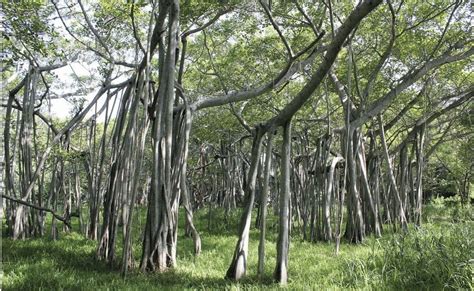 Thimmamma Marrimanu in Andhra Pradesh, India, is a massive banyan tree, spreading over more than ...