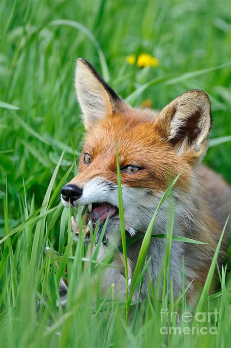 European Fox Eating Bird #1 Photograph by Willi Rolfes - Pixels