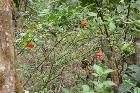 West African Plants - A Photo Guide - Capsicum chinense Jacq.