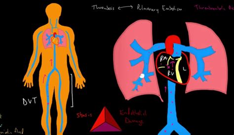 D-dimer Blood Test Results Explained - HRF