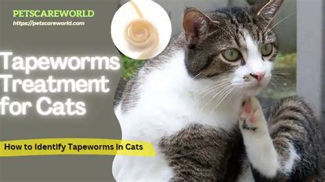 Tapeworms Treatment for Cats: What You Need to Know