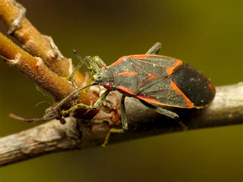 Eastern Boxelder Bug | Boisea trivittata. Heritage Island, A… | Flickr