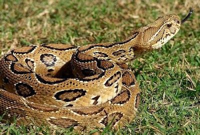 Russell's Viper | Most Dangerous Snakes in India