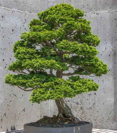 Hinoki False Cypress Bonsai Stock Image - Image of knowledge, abstract ...