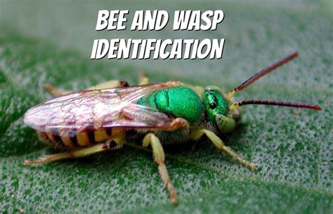 Bee and Wasp Identification: A Quick and Easy Photo Guide - Owlcation