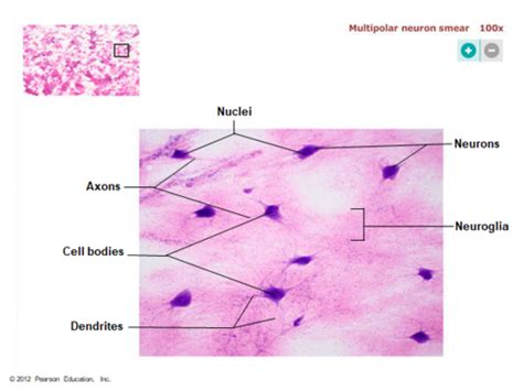 Histology - Nervous Tissue Flashcards | Quizlet