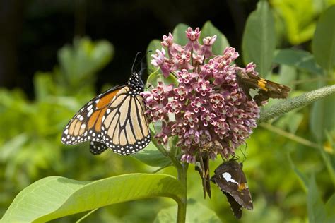 Butterfly-Friendly Milkweed Plants