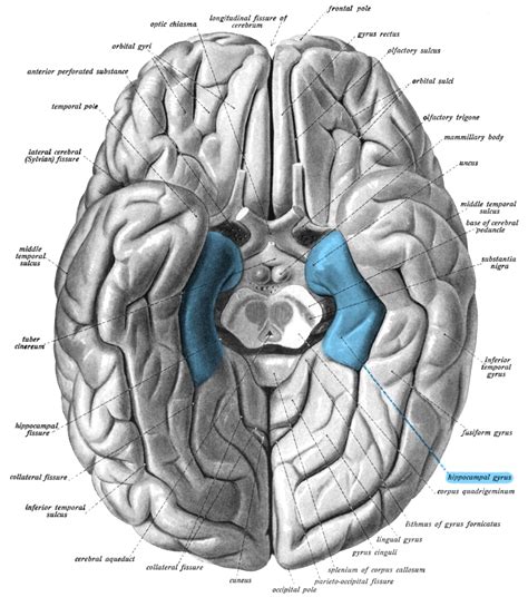 Temporal Lobe and Pathology