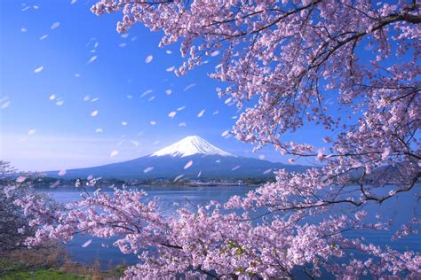 What is cherry blossom, why is the arrival of sakura so important to the Japanese, what are ...