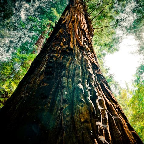 🔥 [100+] Redwood Forest HD Wallpapers | WallpaperSafari