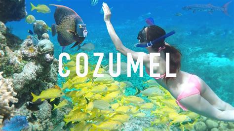 COZUMEL SNORKELING TIPS & Creepy Animals - YouTube