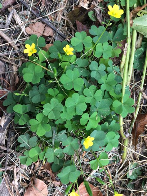 Yellow Wood Sorrel: Small Plant, Big Taste — Four Season Foraging