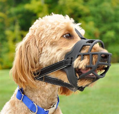 Best muzzle for dogs - californiainput