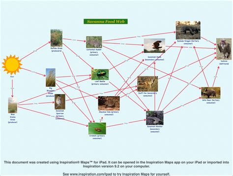 Food Web - Komodo Dragon Conservation