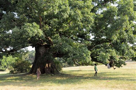 Remarkable Trees of Virginia: The Earlysville Oak