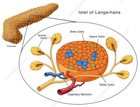 Islets of Langerhans, Illustration - Stock Image - C027/6896 - Science ...