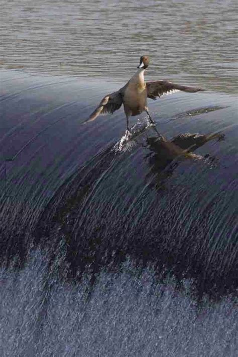 Funny Stuff for Your Day: Surfin' Bird - Jokes | Humor | Funny Videos ...