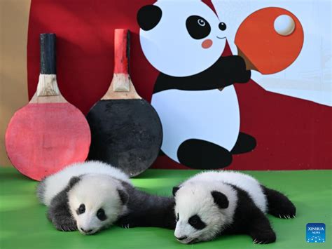 Panda cubs meet public at SW China breeding base-Xinhua